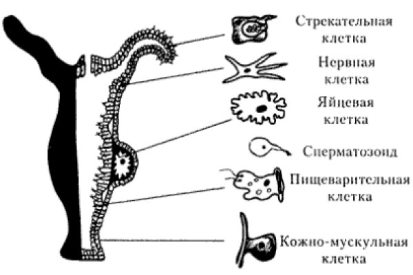 Ссылки на сайты даркнета